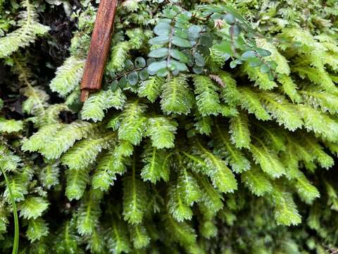 Image of Schistochila appendiculata (Hook.) Dumort. ex Trevis.