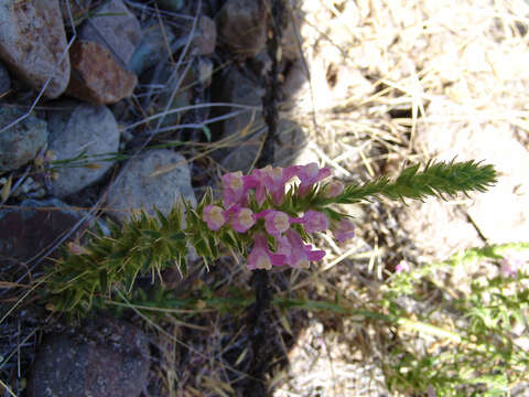 Sivun Antirrhinum thompsonii D. J. Keil kuva