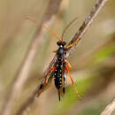 Sivun Echthromorpha intricatoria (Fabricius 1804) kuva