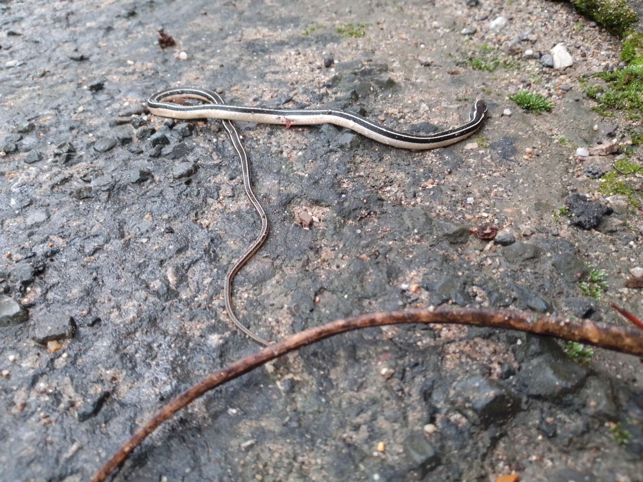 Image of Pine-Oak Snake