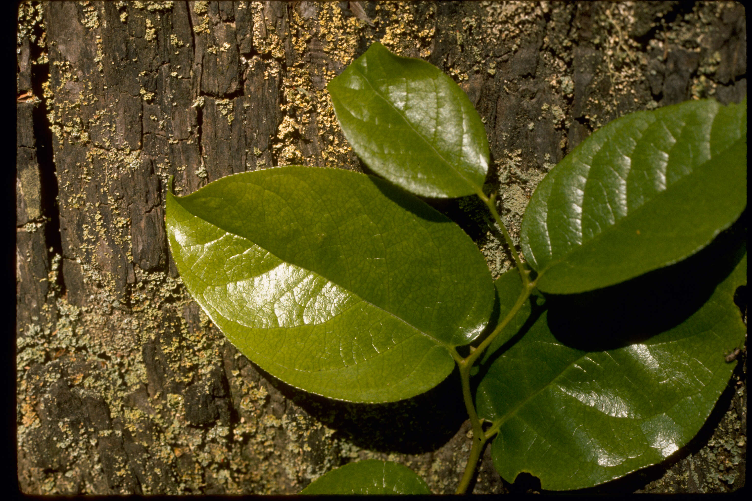 Image of salal