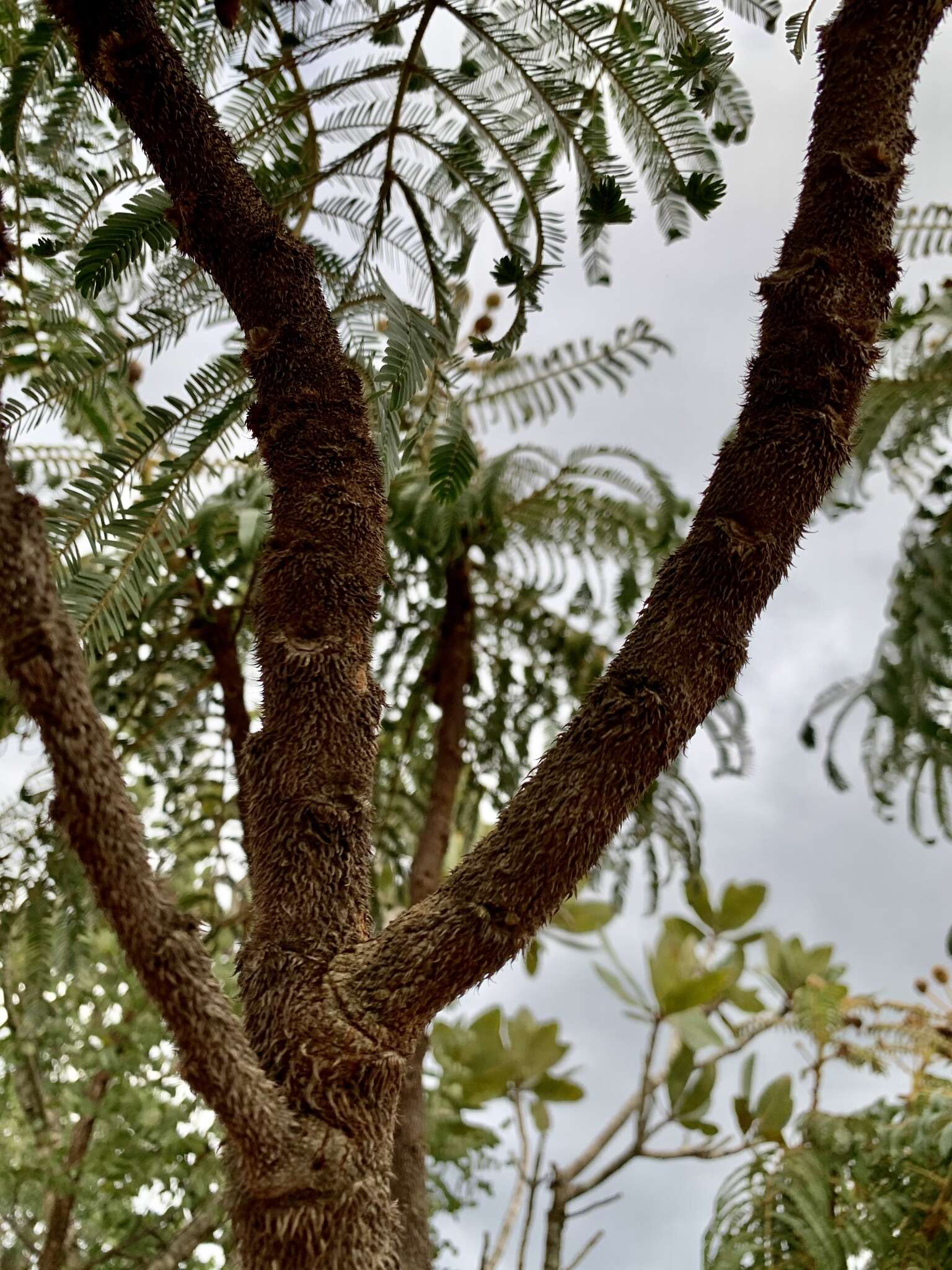 Слика од Mimosa claussenii Benth.