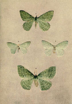 Imagem de Geometra papilionaria Linnaeus 1758