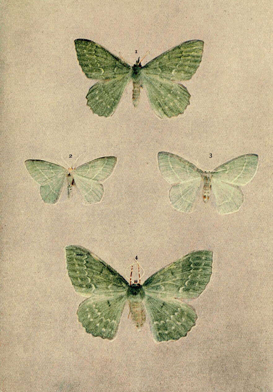 Imagem de Geometra papilionaria Linnaeus 1758