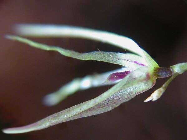 Image of Acianthera duartei (Hoehne) Pridgeon & M. W. Chase