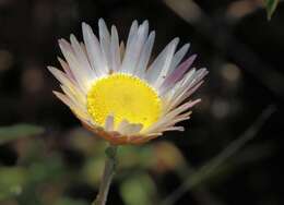 Image of Helichrysum wilmsii Moeser