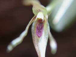 Image of Acianthera duartei (Hoehne) Pridgeon & M. W. Chase