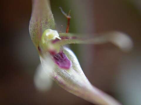 Image of Acianthera duartei (Hoehne) Pridgeon & M. W. Chase