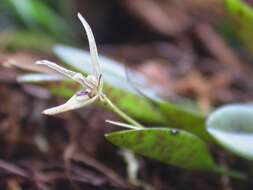 Image of Acianthera duartei (Hoehne) Pridgeon & M. W. Chase