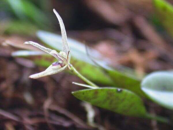 Image of Acianthera duartei (Hoehne) Pridgeon & M. W. Chase