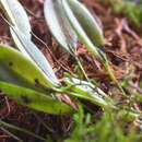 Image of Acianthera duartei (Hoehne) Pridgeon & M. W. Chase