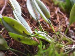 Image of Acianthera duartei (Hoehne) Pridgeon & M. W. Chase