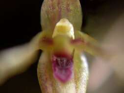 Image of Acianthera duartei (Hoehne) Pridgeon & M. W. Chase