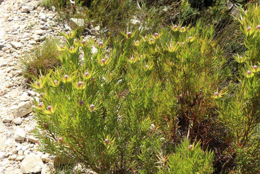 Plancia ëd Leucadendron xanthoconus (Kuntze) K. Schum.