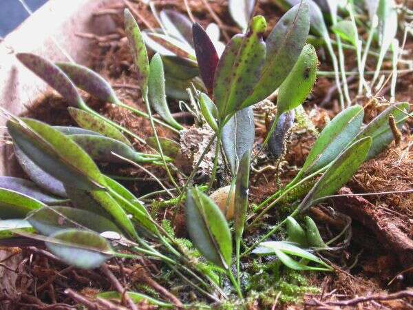 Image of Acianthera duartei (Hoehne) Pridgeon & M. W. Chase