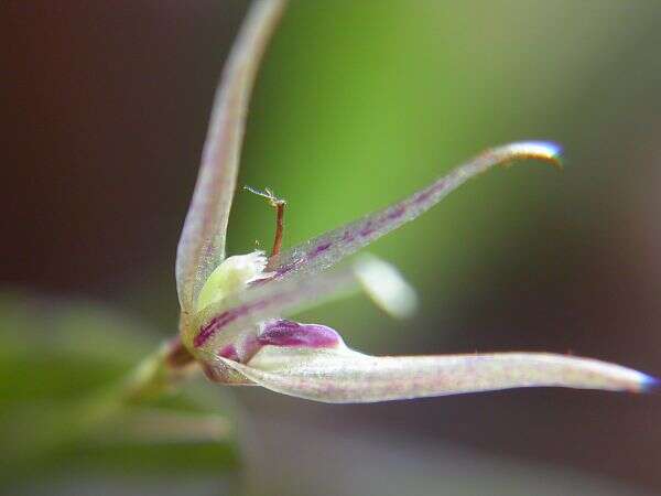 Image of Acianthera duartei (Hoehne) Pridgeon & M. W. Chase