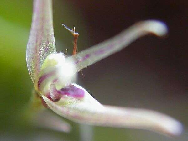 Image of Acianthera duartei (Hoehne) Pridgeon & M. W. Chase