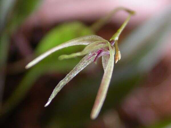 Image of Acianthera duartei (Hoehne) Pridgeon & M. W. Chase