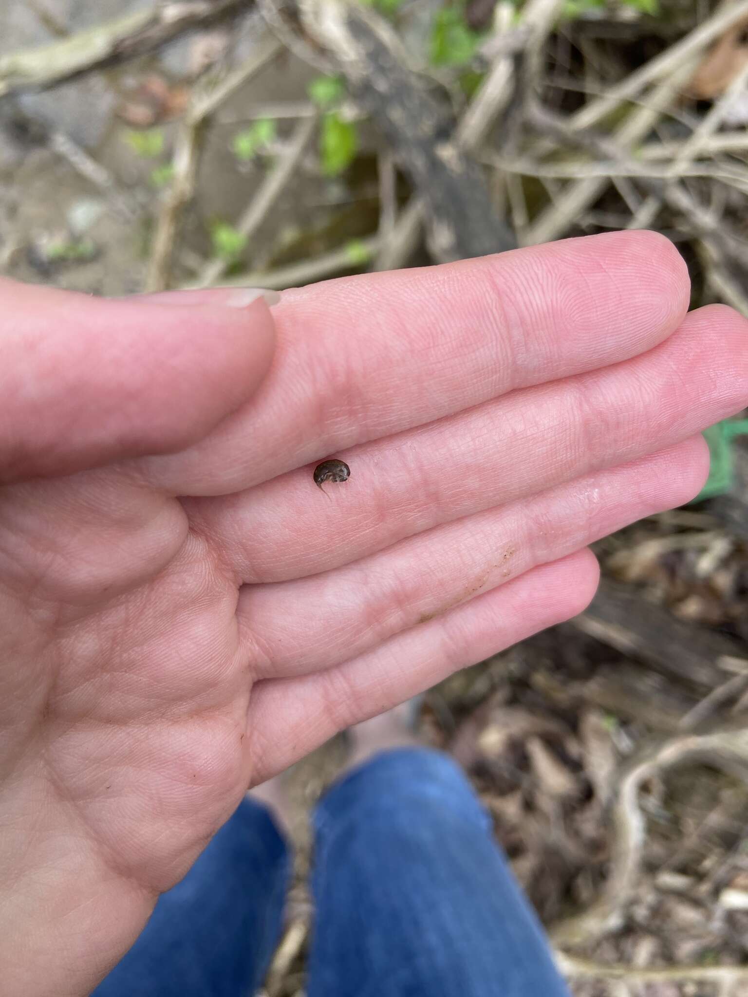 Synurella dentata Hubricht 1943 resmi