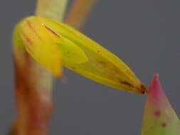 Image of Acianthera adamantinensis (Brade) F. Barros