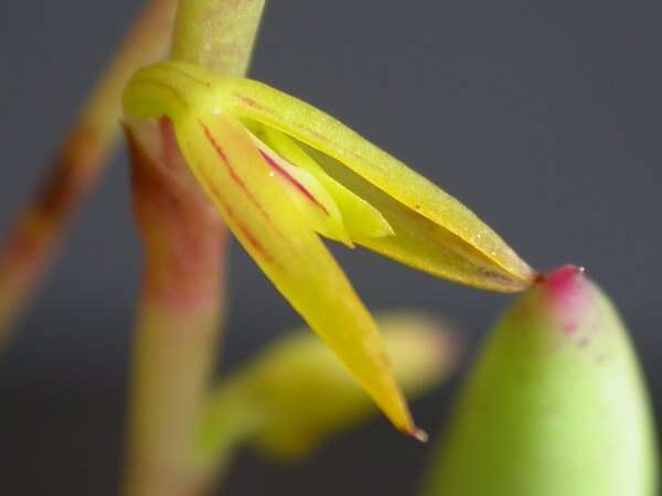 Image of Acianthera adamantinensis (Brade) F. Barros