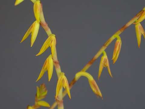 Image of Acianthera adamantinensis (Brade) F. Barros