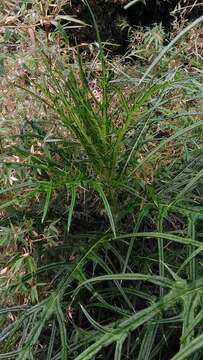 Image of <i>Cirsium tatakaense</i>