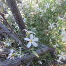 Image de Phlox tenuifolia E. Nelson