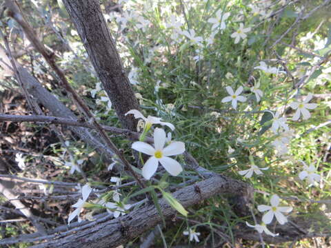 Imagem de Phlox tenuifolia E. Nelson