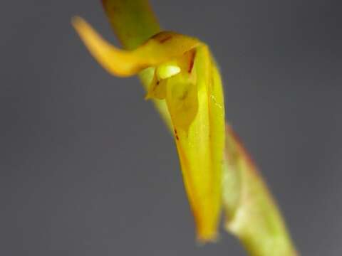 Image of Acianthera adamantinensis (Brade) F. Barros