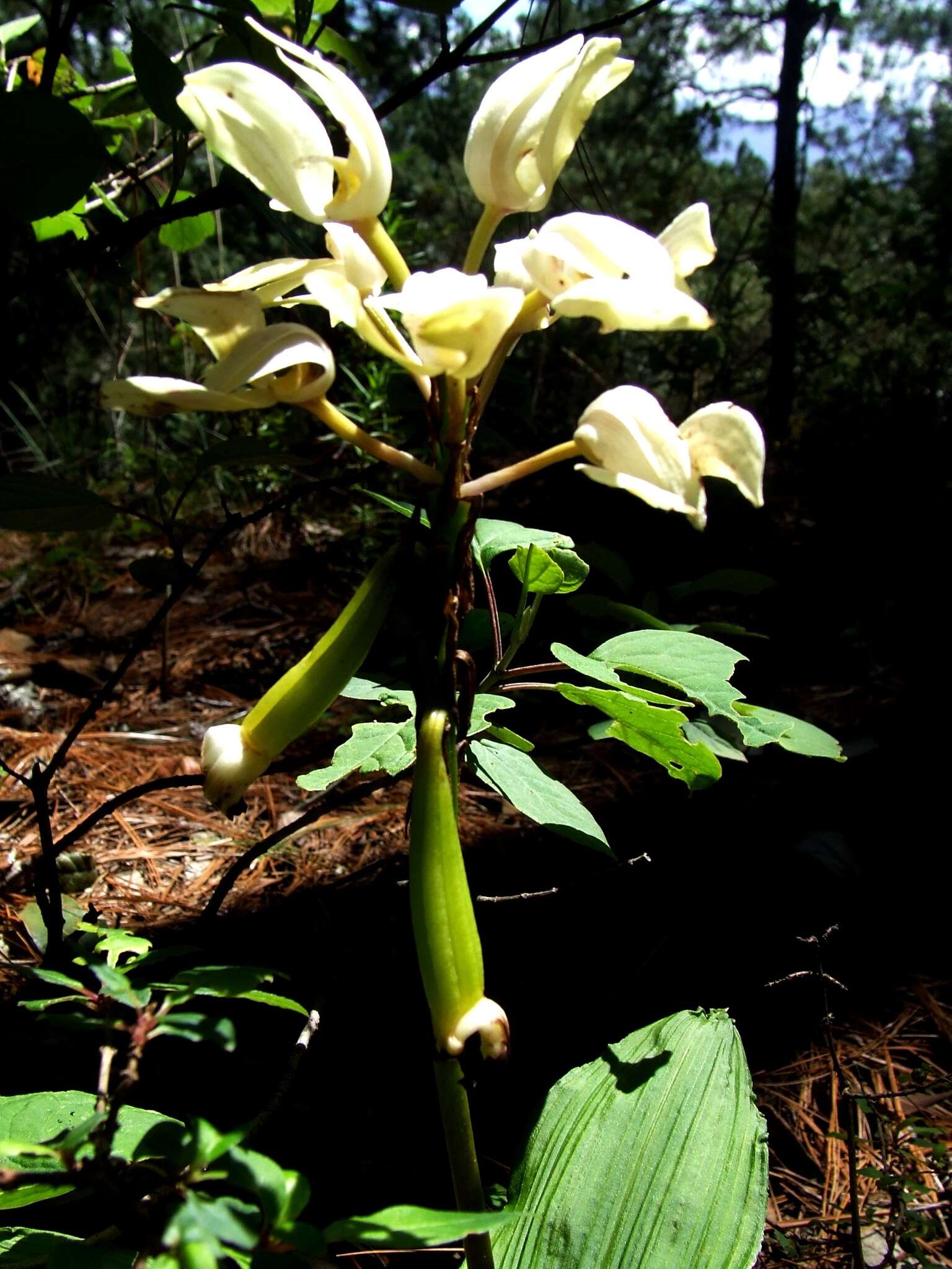 Govenia utriculata (Sw.) Lindl.的圖片