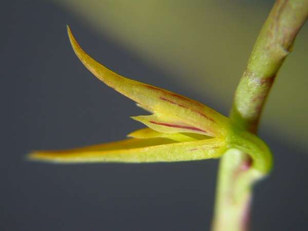 Image of Acianthera adamantinensis (Brade) F. Barros