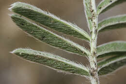 Image of bearded cinquefoil