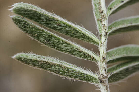 Image de Potentilla crinita A. Gray