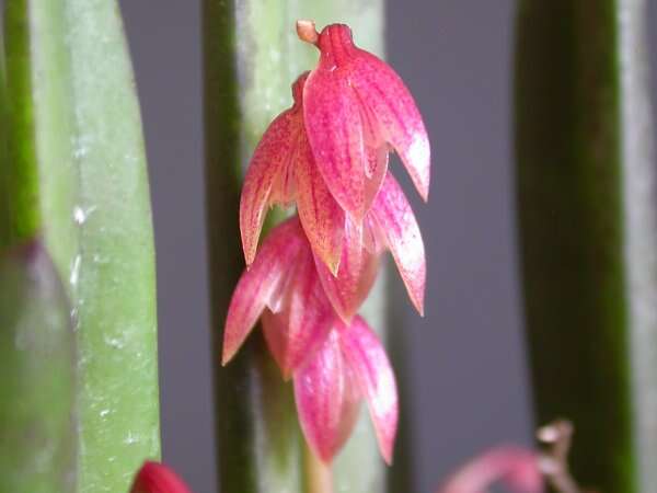 Image of Acianthera fabiobarrosii (Borba & Semir) F. Barros & F. Pinheiro