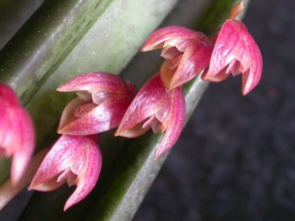 Image of Acianthera fabiobarrosii (Borba & Semir) F. Barros & F. Pinheiro