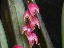 Sivun Acianthera fabiobarrosii (Borba & Semir) F. Barros & F. Pinheiro kuva