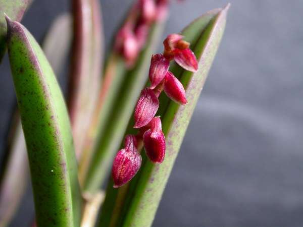 Sivun Acianthera fabiobarrosii (Borba & Semir) F. Barros & F. Pinheiro kuva