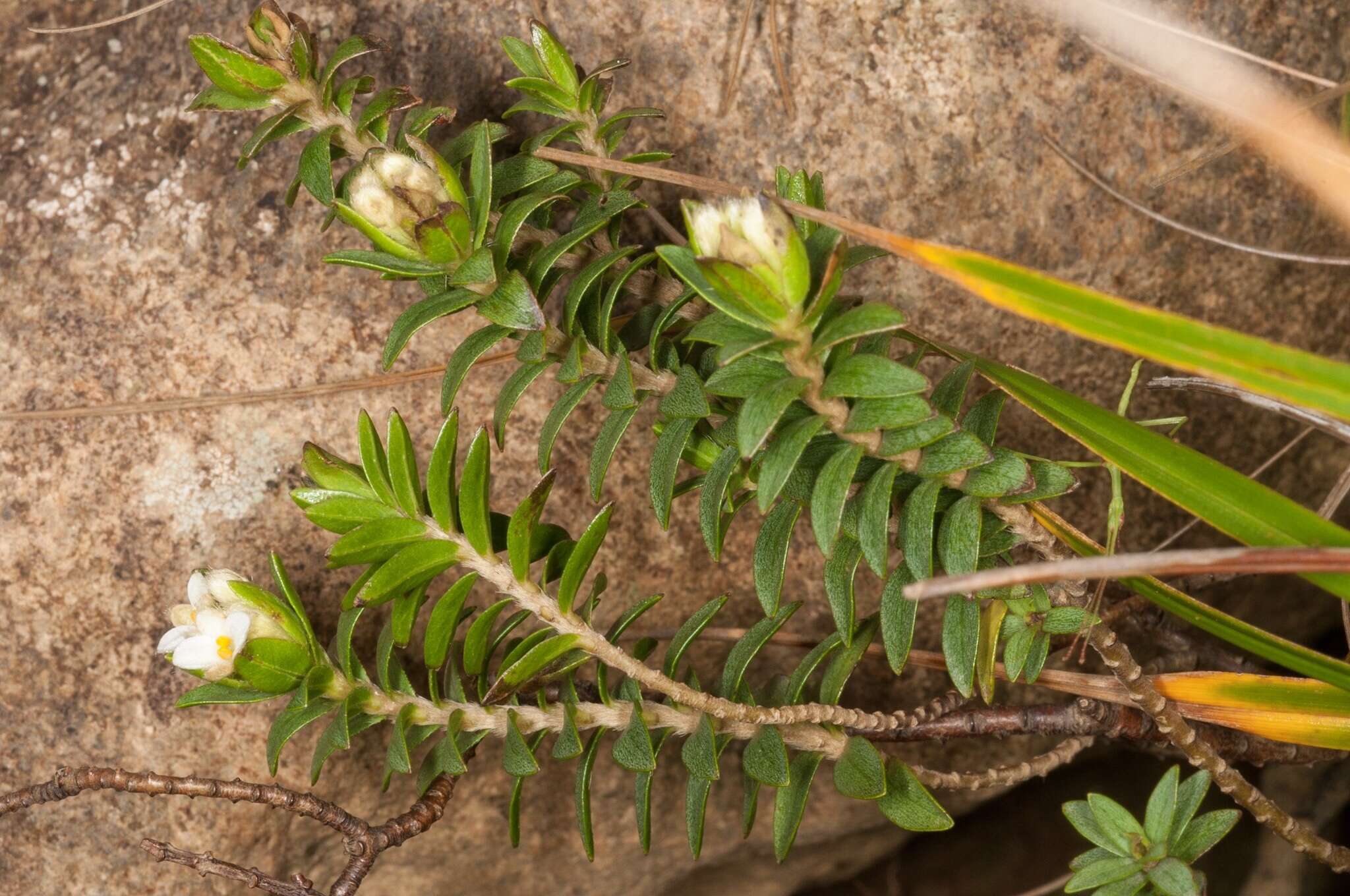 Image of Pimelea acra C. J. Burrows & de Lange