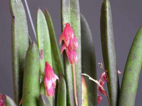 Image of Acianthera fabiobarrosii (Borba & Semir) F. Barros & F. Pinheiro