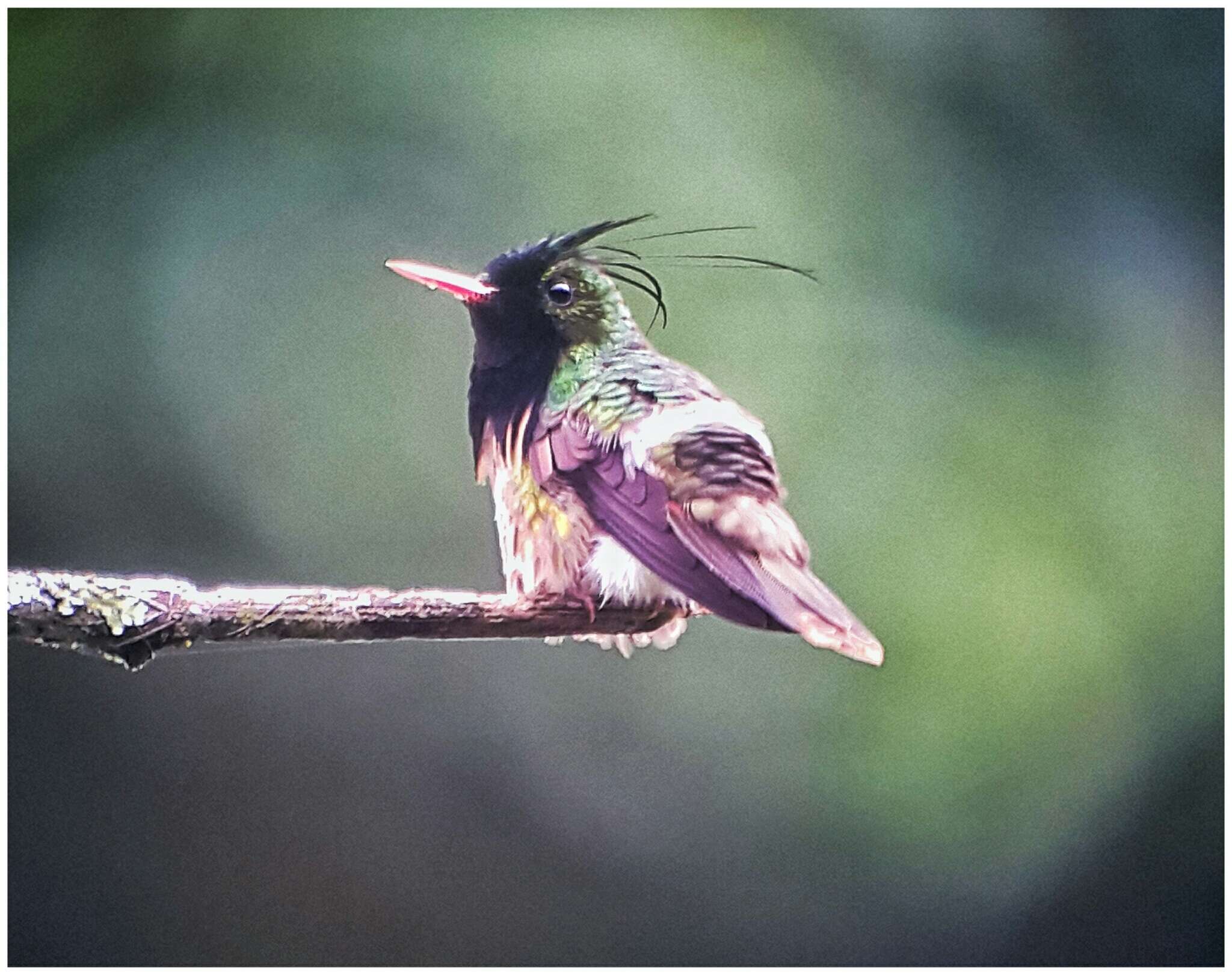 Lophornis helenae (Delattre 1843) resmi