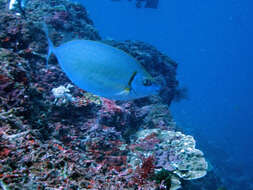 Image of Forktail rabbitfish