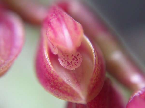 Image of Acianthera fabiobarrosii (Borba & Semir) F. Barros & F. Pinheiro