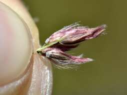 Image of Digitaria tricholaenoides Stapf