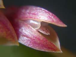 Image of Acianthera fabiobarrosii (Borba & Semir) F. Barros & F. Pinheiro