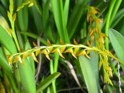 Image of Acianthera glumacea (Lindl.) Pridgeon & M. W. Chase