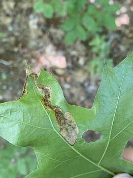 Image of Eriocraniella platyptera Davis 1978