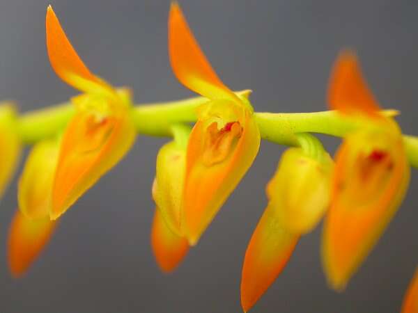 Image of Acianthera glumacea (Lindl.) Pridgeon & M. W. Chase