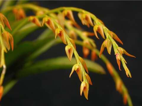 Image of Acianthera glumacea (Lindl.) Pridgeon & M. W. Chase