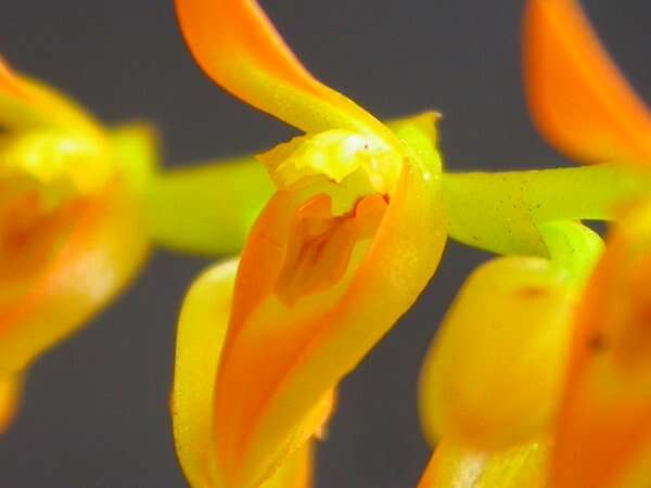 Image of Acianthera glumacea (Lindl.) Pridgeon & M. W. Chase